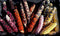 Rainbow Corn: Spotted Dragon Selection
